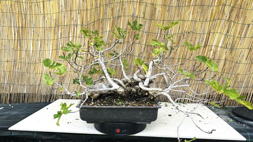 Pre bonsai ficus carica - bonsai, di