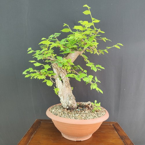 Pre bonsai olmo campestre - olmo,