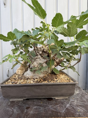 Bonsai ficus pre - bonsai, pre-bonsai