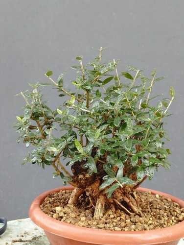 Bonsai olivastro robusta - bonsai,