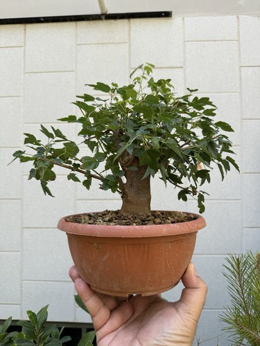 Acero buergerianum bonsai - buergerianum,