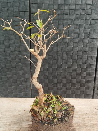 Pre bonsai punica granatum - punica,
