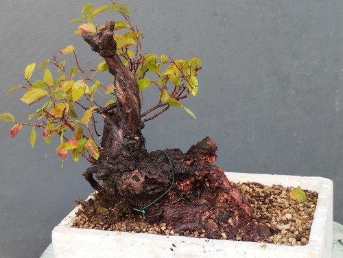 Pre bonsai carpino - pre,
