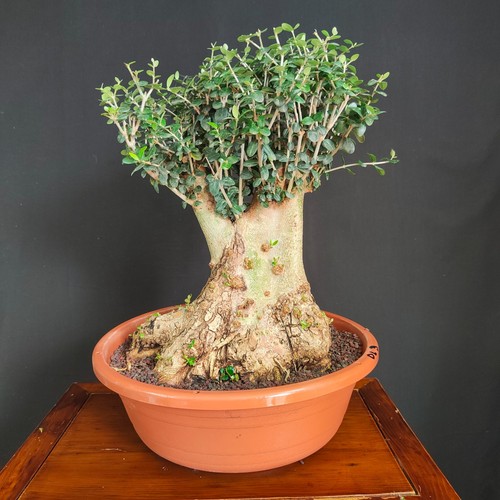 Pre bonsai olivastro - bonsai, di