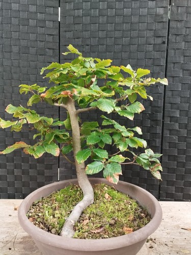 Pre bonsai fagus sylvatica - pre,