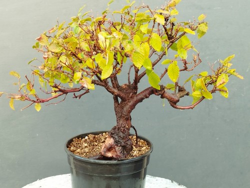 Pre bonsai carpino nero - bonsai,