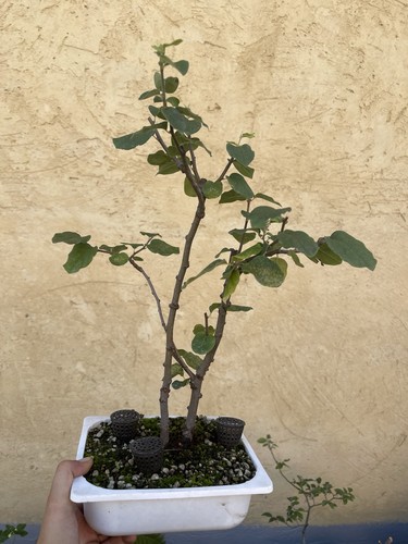 Pre bonsai melo cotogno - di,