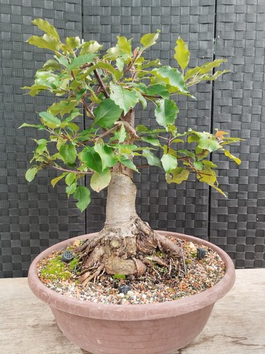 Pre bonsai prunus sargentii - di,