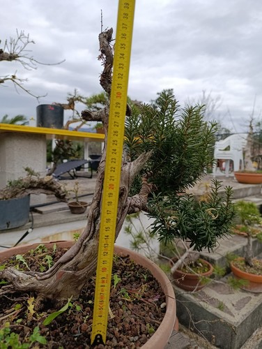 Prebonsai tasso - prebonsai,