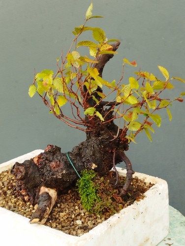 Pre bonsai carpino nero - carpino,