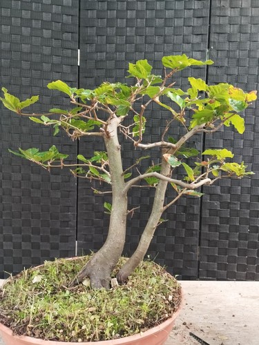 Pre bonsai fago - pre,