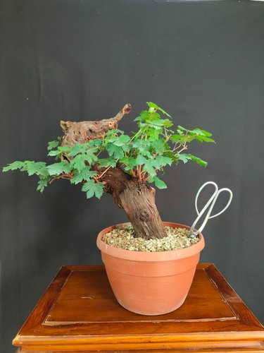 Pre bonsai vite - pre,