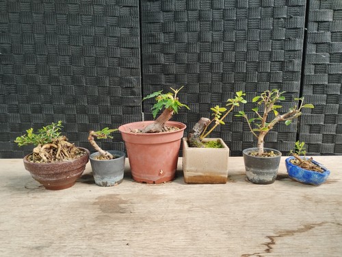 Bonsai pre - set, 6