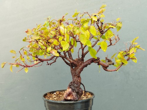 Pre bonsai carpino nero - pre,