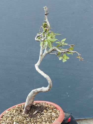 Bonsai carpino bianco - carpino, 35x20cm