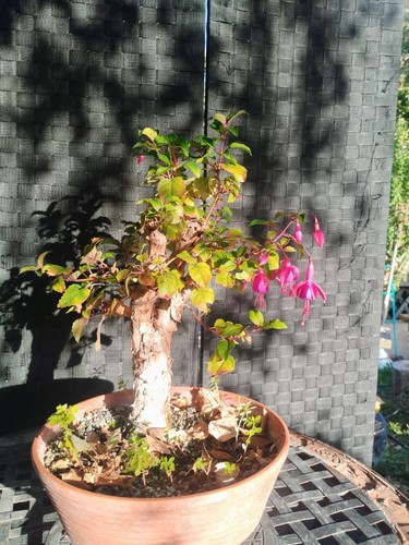 Pre bonsai fucsia - bonsai,