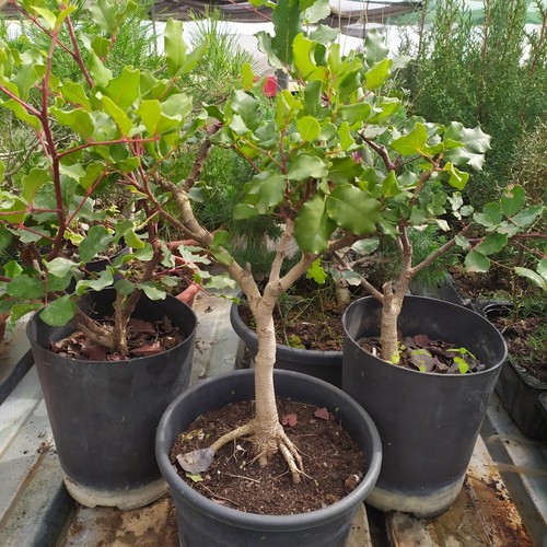 Prebonsai carrubo di - 1, n