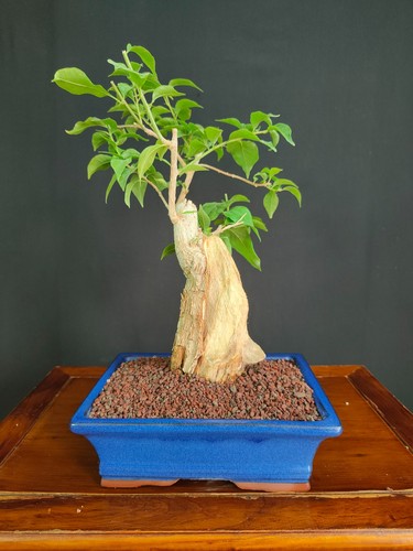 Pre bonsai bouganvillea - pre,