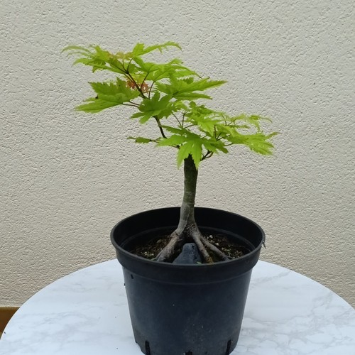 Bonsai acero - ,