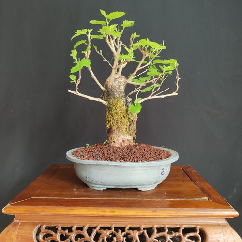 Pre bonsai gelso - , bianco