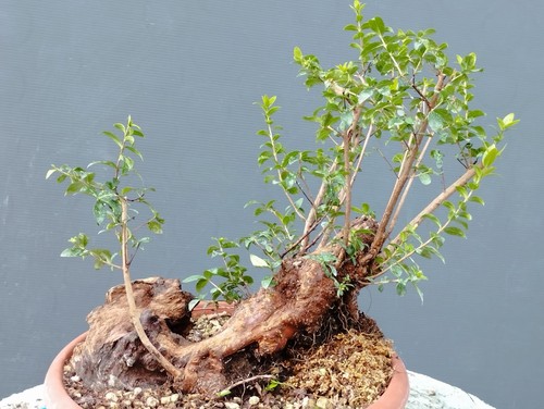 Bonsai mirto selvatico 30x20cm - mirto,