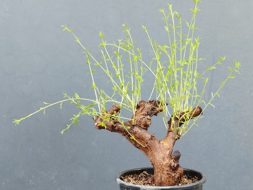 Pre bonsai melograno 35x10 - pre-bonsai,