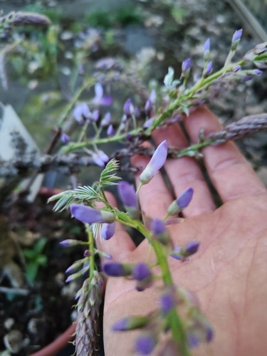 Wisteria bonsai 17 - wisteria, (glicine)
