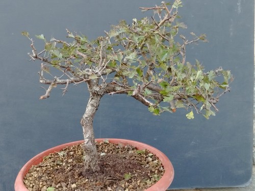 Pre bonsai biancospino - pre-bonsai, di