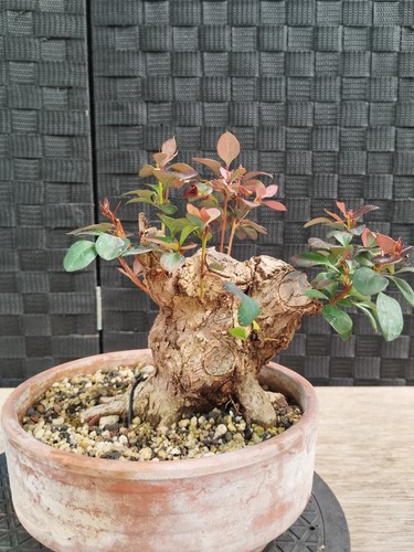 Pre bonsai berberis - bonsai, di