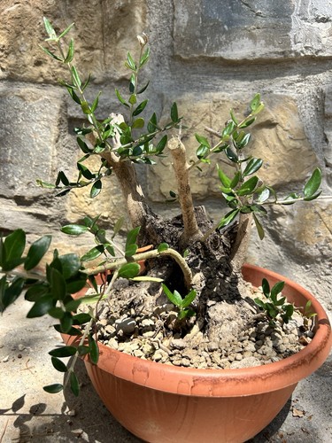 Pre bonsai olivo - pre-bonsai,