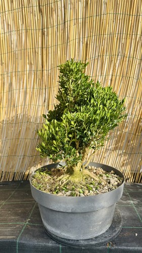 Pre bonsai bosso - di,