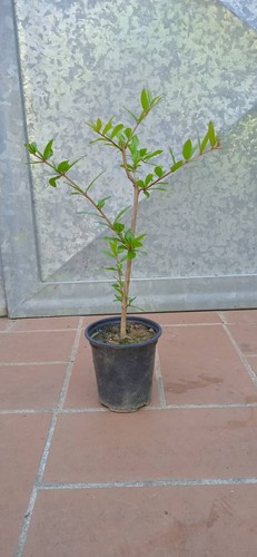 Pianta melograno cm - h,