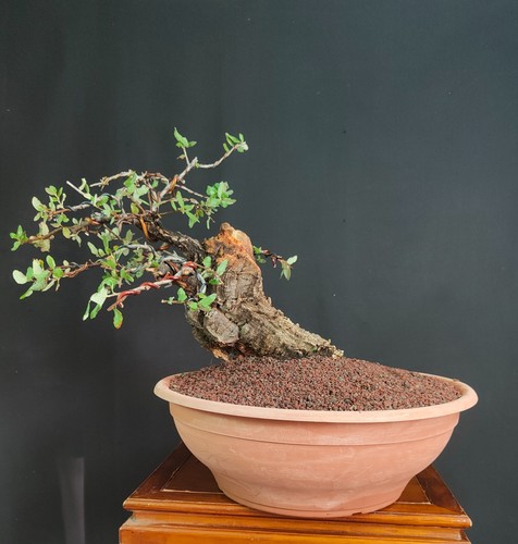 Pre bonsai esemplare - pre,