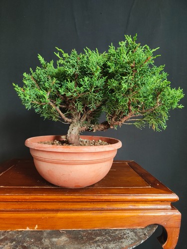Pre bonsai ginepro - di, kishu