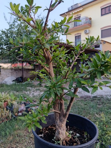 Bonsai prebonsai melograqno - bonsai,