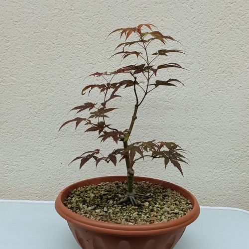 Bonsai acero giapponese - bonsai,