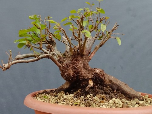 Pre bonsai carpino - pre,