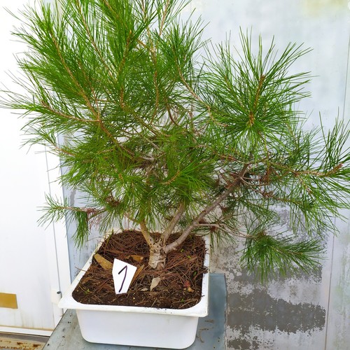 Prebonsai a scelta sono - prebonsai,