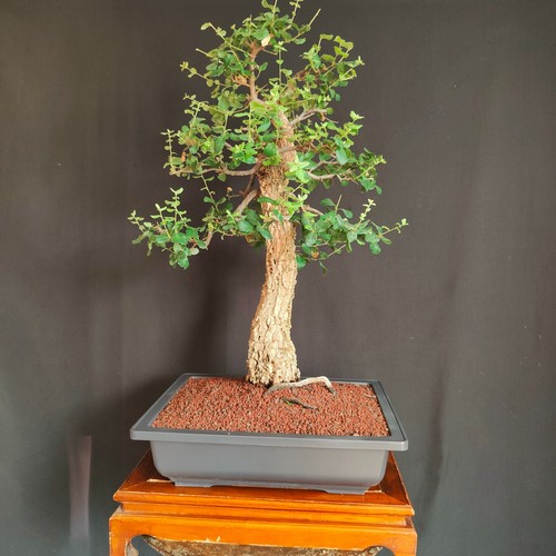 Pre bonsai esemplare - pre, di