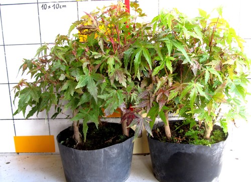 Pre bonsai acer - pre, 3