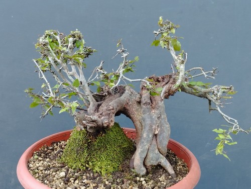 Bonsai carpino bianco 30x30cm - bonsai,