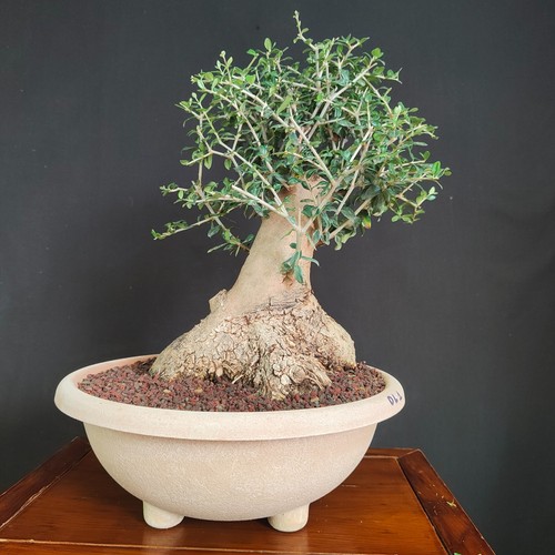 Pre bonsai olivastro - pre,