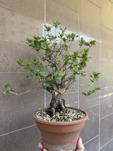 Sughera bonsai quercus suber - -,
