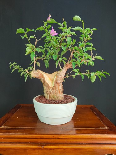 Pre bonsai bouganvillea - pre,