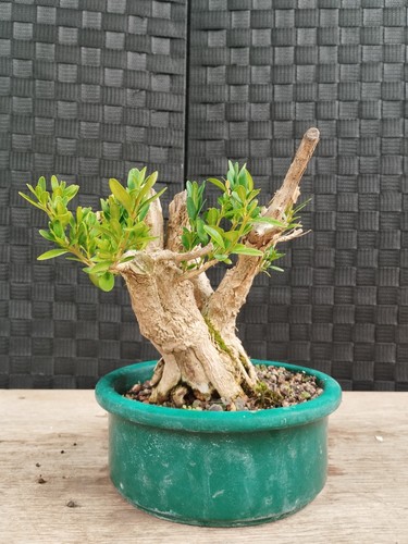 Pre bonsai buxus - pre,