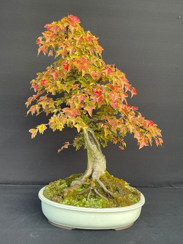 Prebonsai acero tridente - 2,