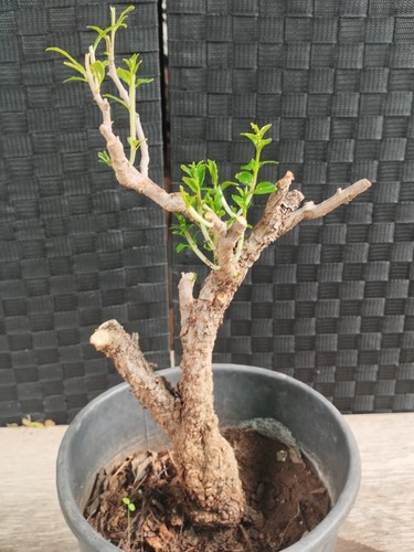 Pre bonsai punica granatum - bonsai, di