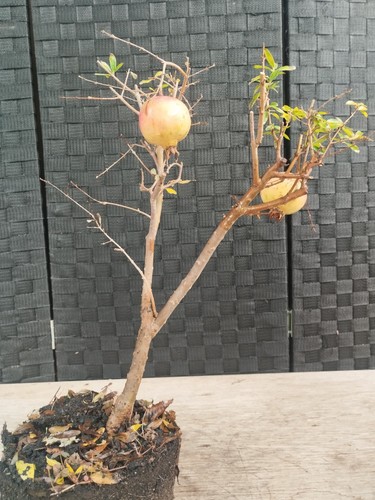 Pre bonsai punica granatum - pre,