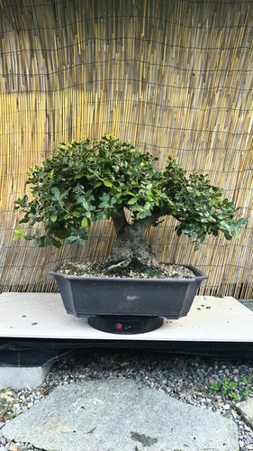 Pre bonsai leccio yamadori - di,