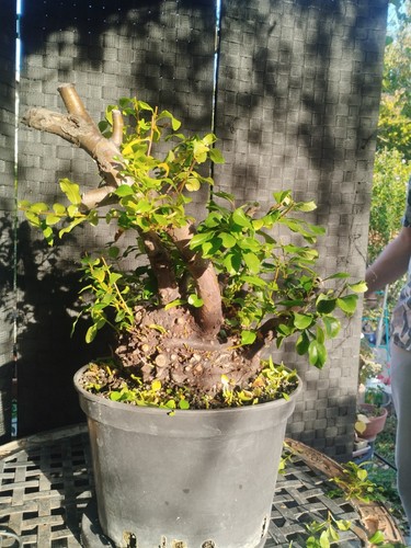 Pre bonsai massiccio - bonsai,